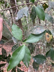 Robsonodendron eucleiforme