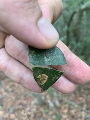 Robsonodendron eucleiforme