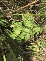 Napaea dioica