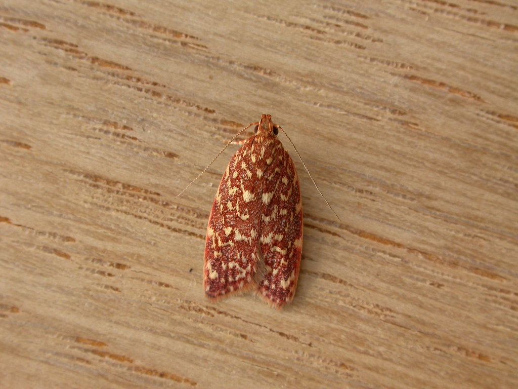 Syringoseca rhodoxantha
