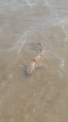 Scyliorhinus canicula