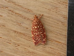 Syringoseca rhodoxantha