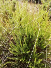 Erica lusitanica