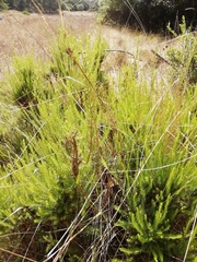 Erica lusitanica