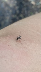 Aedes atlanticus