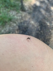 Aedes atlanticus
