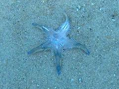 Astropecten platyacanthus