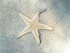 Astropecten platyacanthus