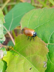 Chrysomelidae