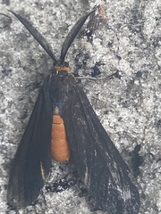 Dahana atripennis