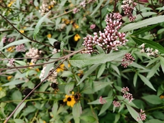 Eupatorium fortunei