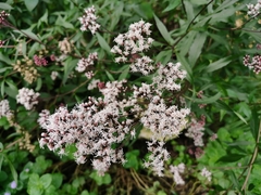 Eupatorium fortunei