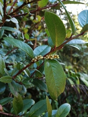Gaultheria nubigena