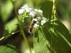 Vespula maculifrons