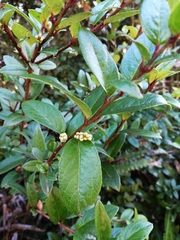 Gaultheria nubigena