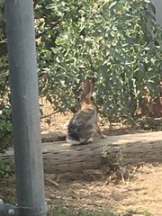 Sylvilagus audubonii