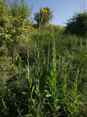 Senecio doria
