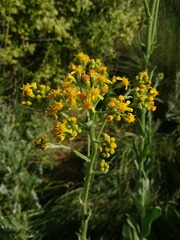 Senecio doria