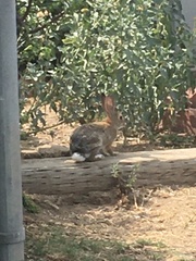 Sylvilagus audubonii