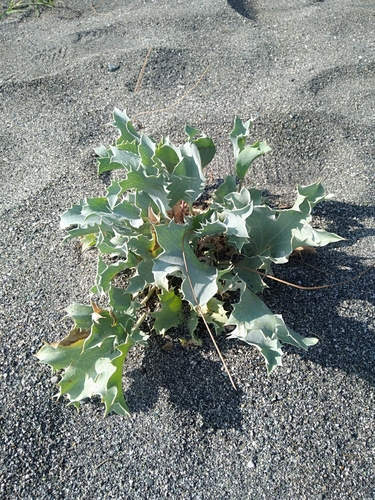 kotúč prímorský (Eryngium maritimum)