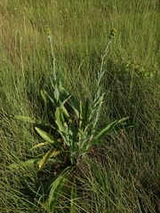 Senecio doria