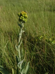 Senecio doria