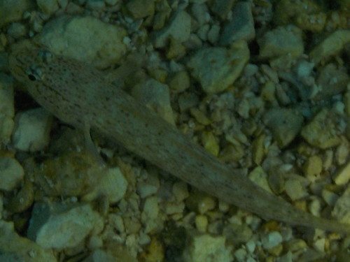 Glavoč bjelčić (Gobius bucchichi)