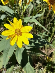 Helianthus tuberosus