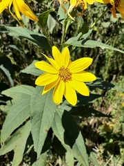 Helianthus tuberosus