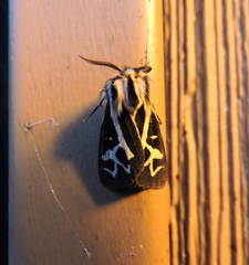 Apantesis williamsii