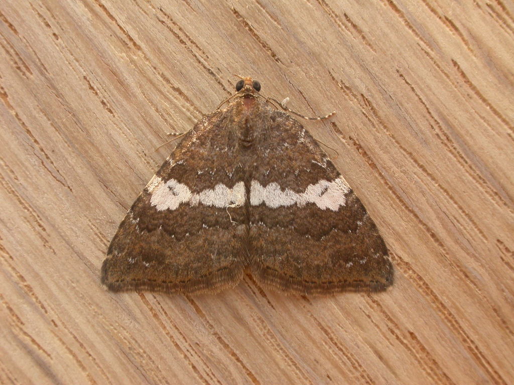 Chrysolarentia heteroleuca