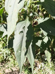 Helianthus tuberosus