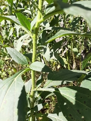 Helianthus tuberosus