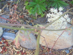 Daucus carota maritimus