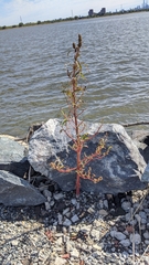 Amaranthus cannabinus