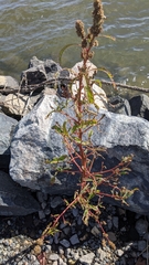 Amaranthus cannabinus