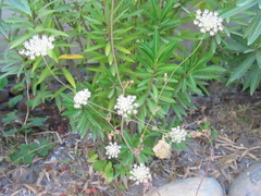 Daucus carota maritimus