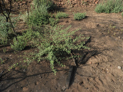 Mimosa aculeaticarpa biuncifera