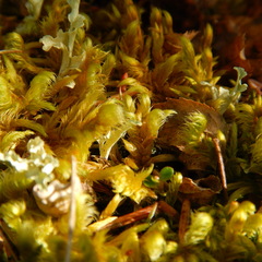 Hypnum dieckii