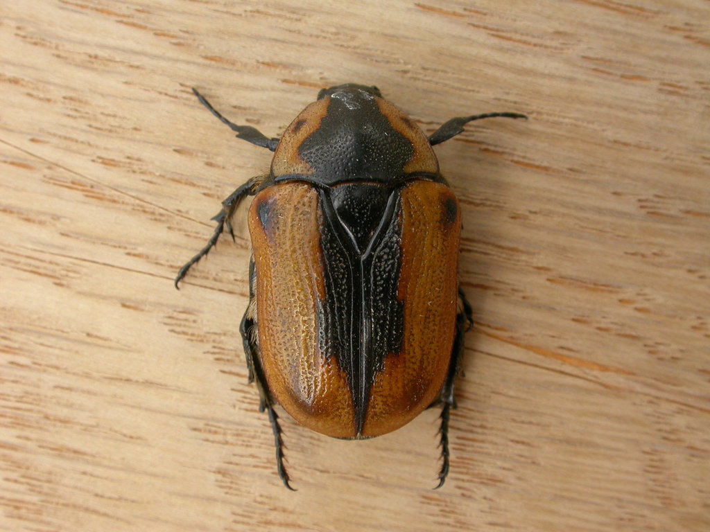 Cowboy Beetle