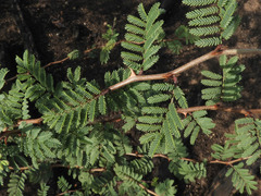 Mimosa aculeaticarpa biuncifera