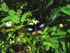 Parides zacynthus