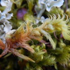 Hypnum dieckii