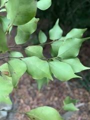 Cryptocarya woodii