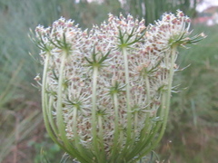 Daucus carota maritimus
