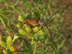 Crossidius suturalis