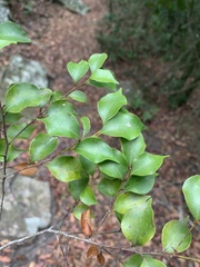 Cryptocarya woodii