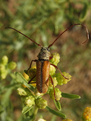 Crossidius suturalis