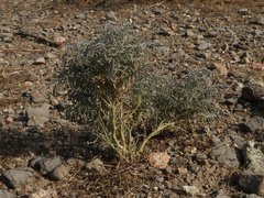 Astragalus allochrous
