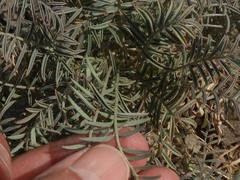 Astragalus allochrous